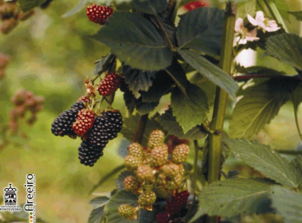 Zarzamora - Blackcurrant - Amora (Rubus sp.) >> Zarzamora (Rubus sp.) - Distintos estados de maduracion del fruto.jpg